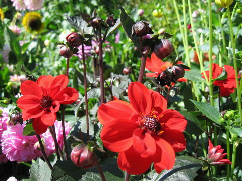 UϽ@The Butchart Gardens-Sunken Garden